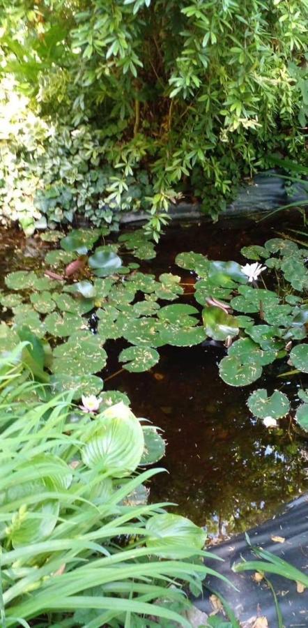 Faludi vendégház Villa Vonyarcvashegy Esterno foto